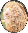 Angora goat