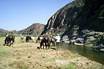 Watering in Damaraland