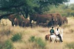 On horseback among elephants.